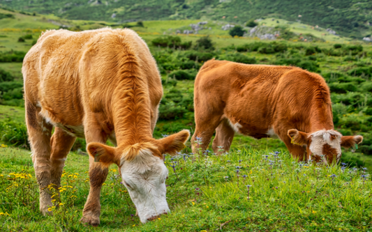 Grass-Fed vs Regular Collagen – Why Source Matters